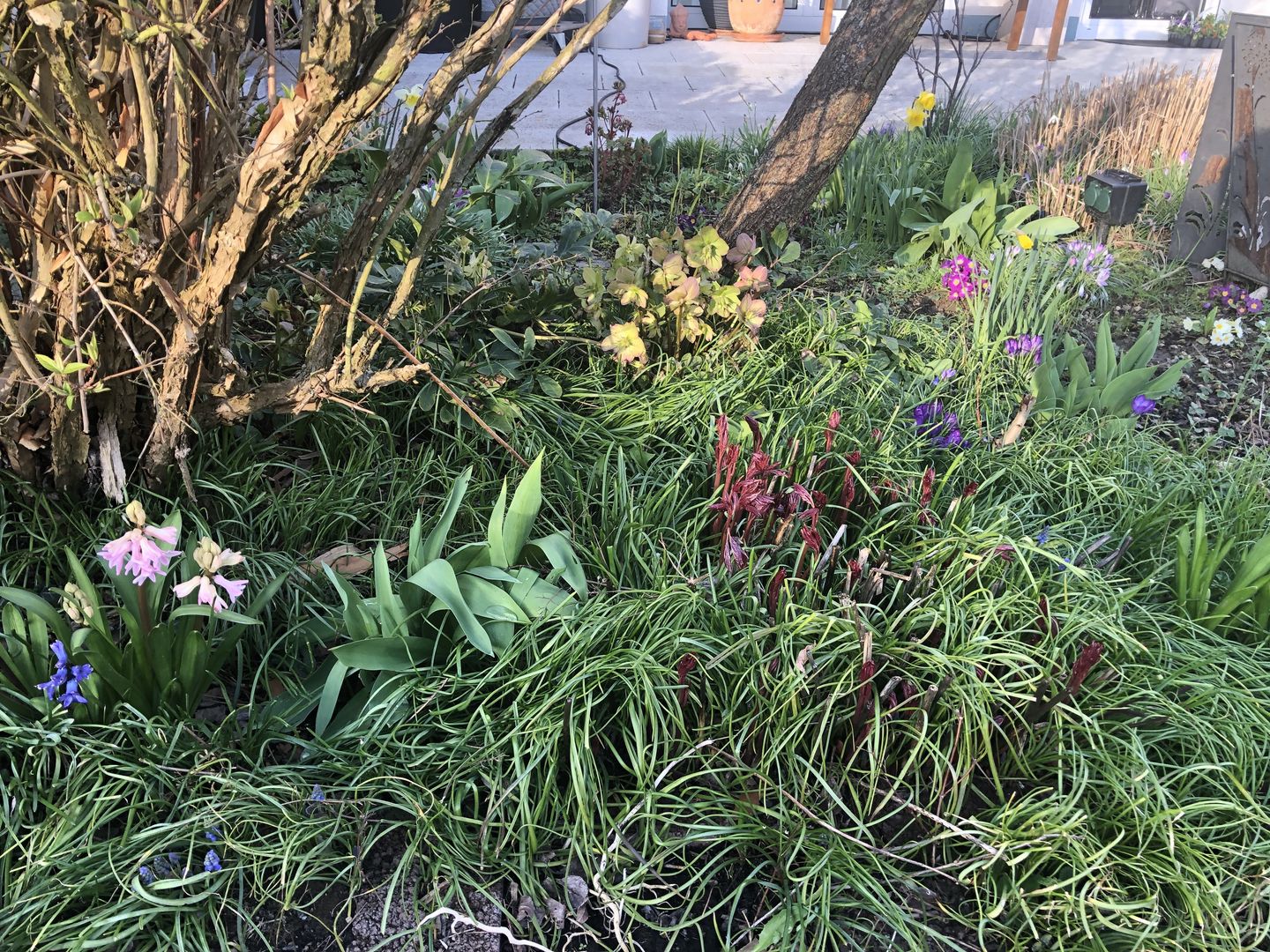 ökologisch wertvoller Vorgarten mit vielen Blüten