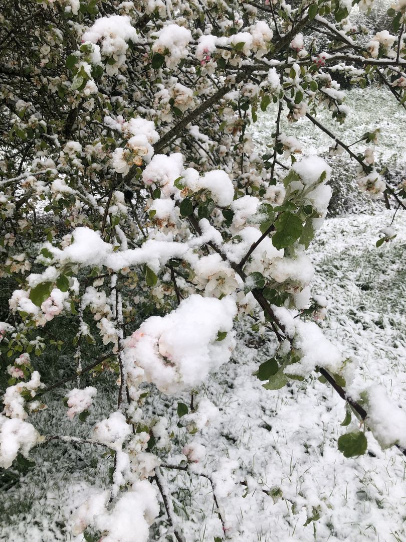 Schnee auf den Apfelblüten 